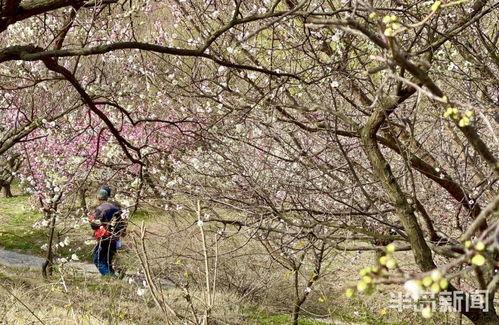 十梅庵今日最新爆料,今日最新爆料揭示惊人内幕  第1张