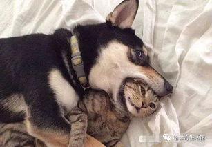 狗子的最新爆料视频下载,幕后真相大起底! 第1张 狗子的最新爆料视频下载,幕后真相大起底! 第1张